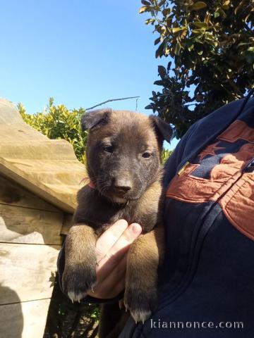 chiot berger belge lof mâle a donner 