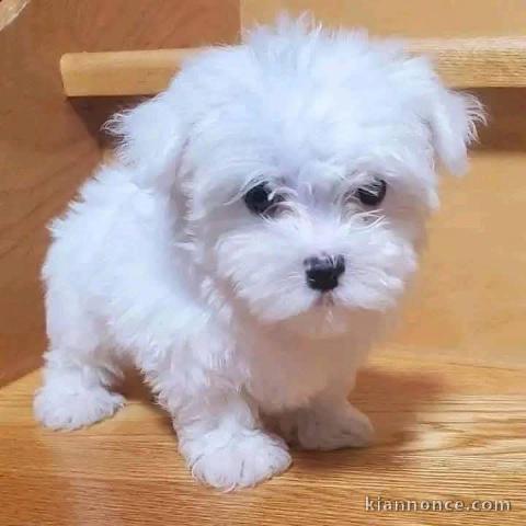 chiot bichon maltais mâle a donner immédiatement 