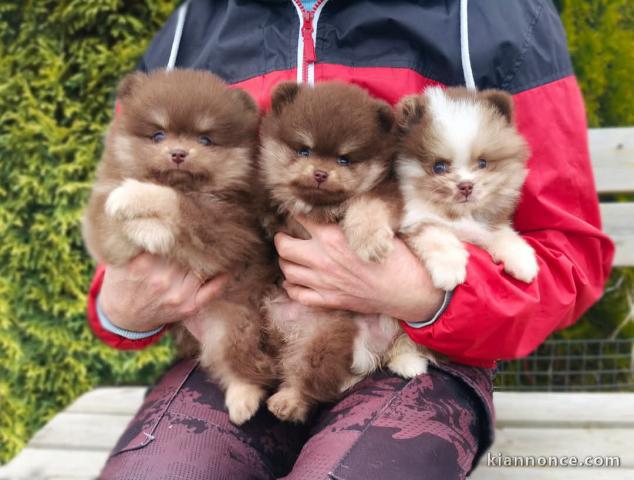 chiot spitz allemand race pure a donner 