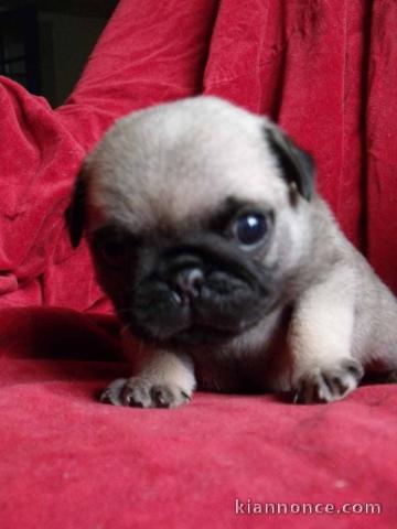 Femelle chiot carlin a donner 
