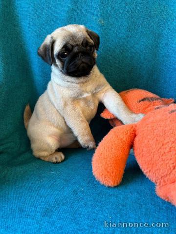 chiot type carlin a donner femelle 