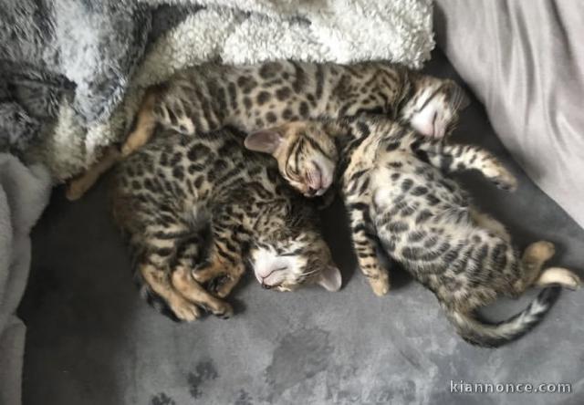 Magnifiques chatons bengali 