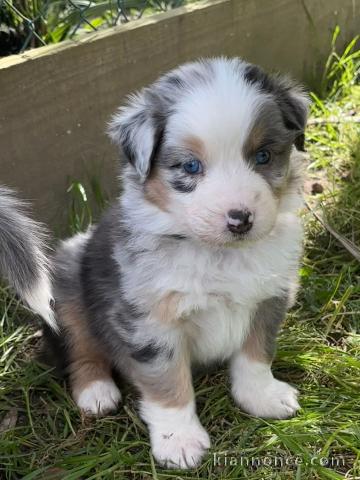 chiot berger australien mâle adorable 