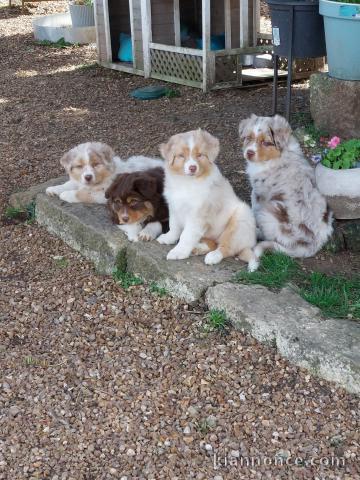 Adoption chiot berger australien 