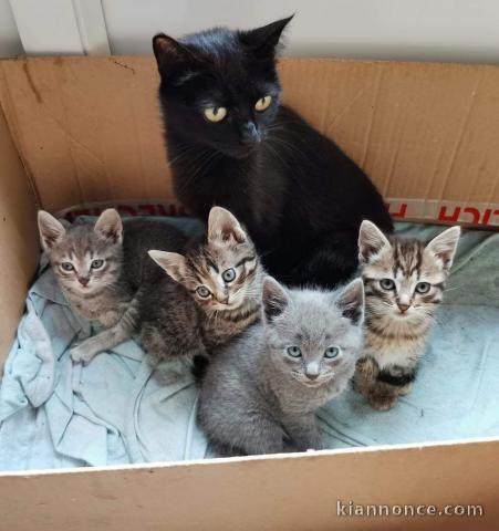 Chaton disponible à adopter 