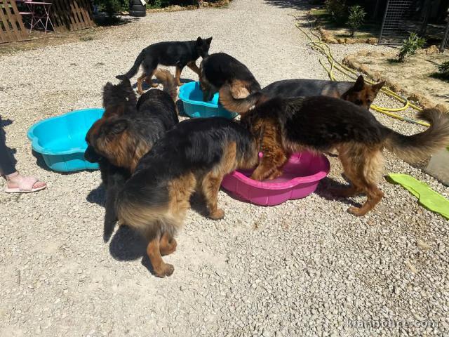Portée chiot berger allemand lof 