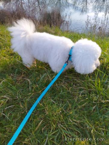 chiot bichon frisé disponible 