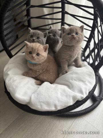 chaton British shorthair a donner 