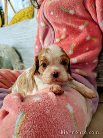 chiot type cavalier king charle mâle a donner 