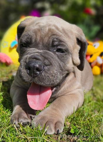 chiot cane Corso disponible pour adoption 