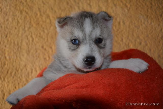 chiot husky sibérien adorable a donner 