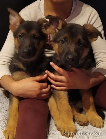Je donne chiot berger allemand 