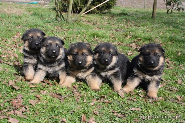 Bébé chiot berger allemand a donner contre bon soin 