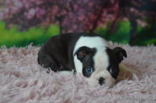 Je donne chiot Boston terrier 