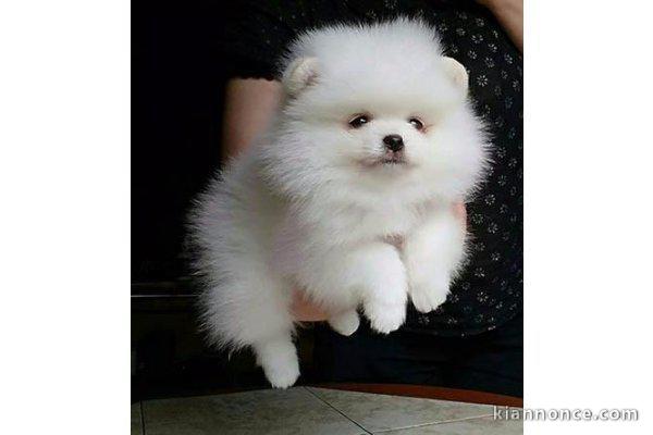 chiot spitz allemand race pure à vendre 