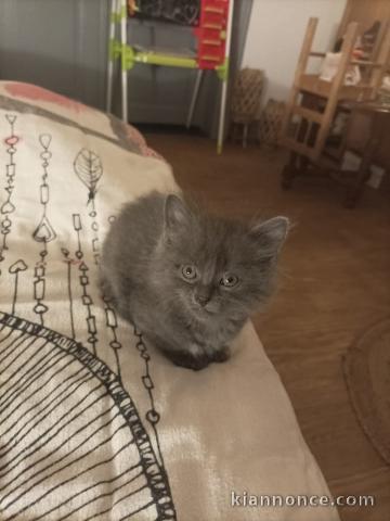 Je donne contre bon soin chatons 