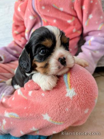 chiot cavalier king charle femelle et mâle 