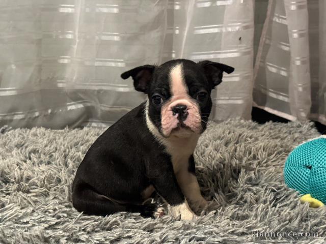 chiot Boston terrier mâle a donner 