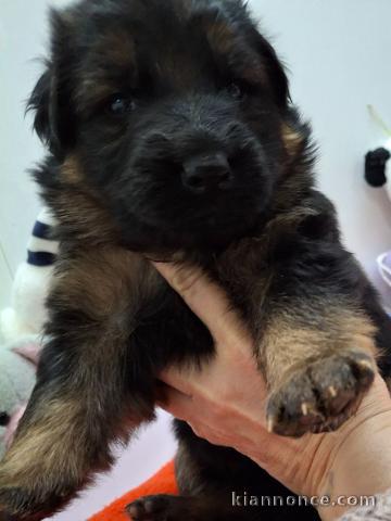 À adopter chiot berger allemand 