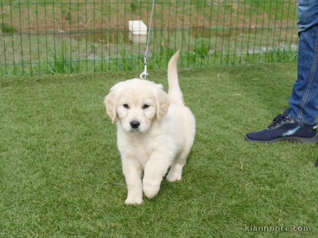 Chiot golden retriever mâle a donner 