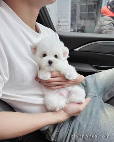 chiot bichon maltais mâle à adopter 