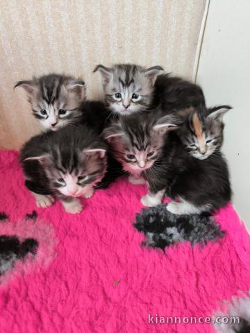 Adoption chatons maine coon LOOF 