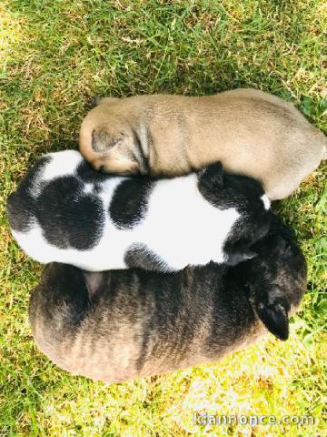 chiot bouledogue français disponible à partir 