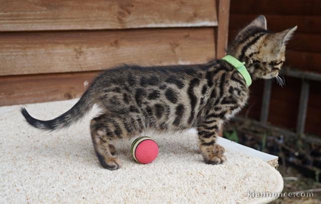 chaton femelle Bengal à adopter 