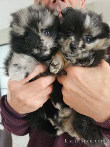 chiot spitz allemand race pure 