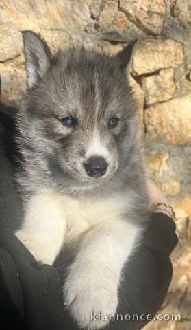 Sibérien Husky à adopter 