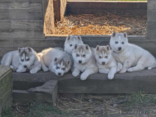 Adoption chiot husky sibérien 