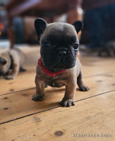 Chiot bouledogue français disponible 