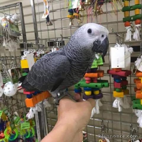 bébé perroquet gris Gabon adopter 