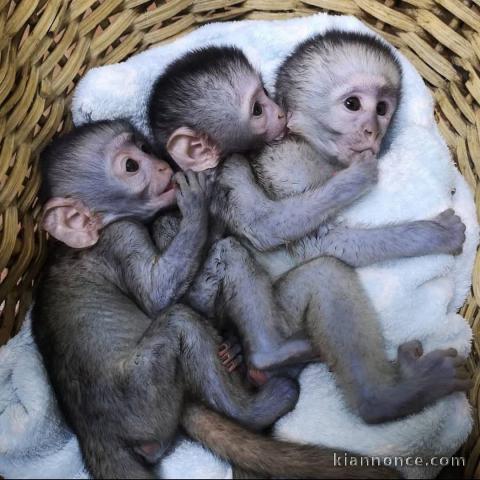 singe capucin disponible pour adoption 