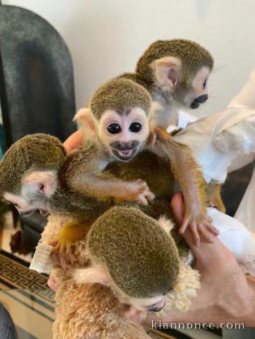 adorable singe capucin disponible 