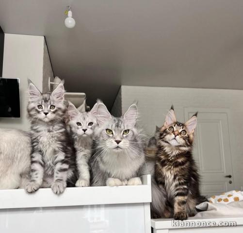 chaton Maine coon adorable a donner 