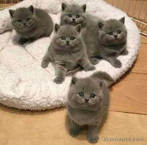 chaton chartreux disponible pour adoption 