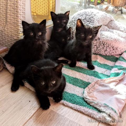 chaton noir à donner disponible 