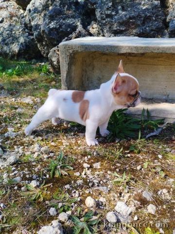 chiot bulldog français A donner contre bon soin
