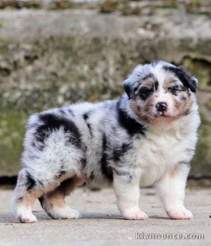 bébé chiot berger australien lof mâle a donner 