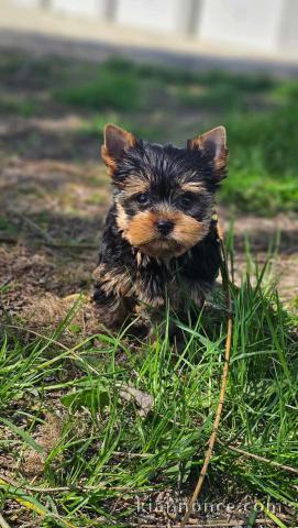 chiot Yorkshire terrier mâle a donner 