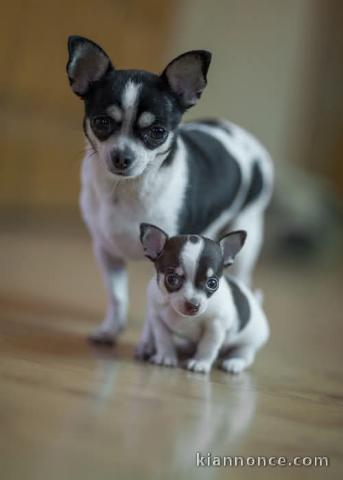 chiot chihuahua femelle a donner 