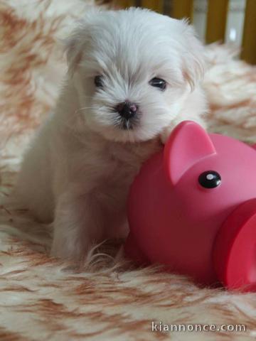 chiot bichon maltais mâle a donner 