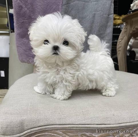 chiot bichon maltais femelle a donner 