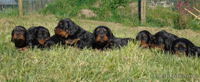 Chiots Setter Gordon a donner contre bon soin 