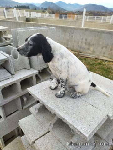 chiot setter anglais a donner contre bon soin 