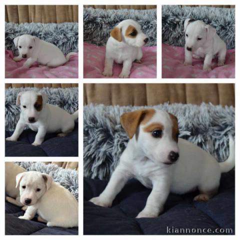 chiot jack Russel a donner femelle 