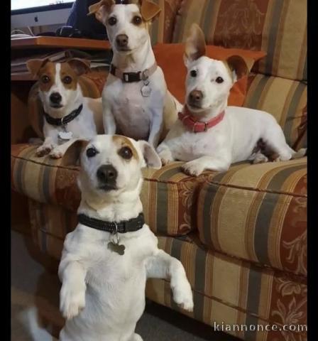 Magnifique chiots jacks Russell 