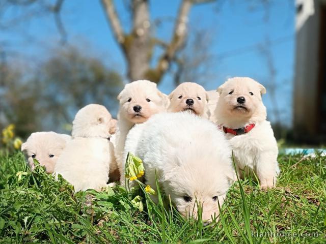 Berger blanc suisse a donner 