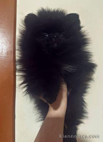 chiot spitz nain noir disponible 